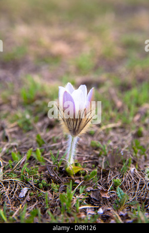 Millefiori alpini, Pasqueflower, sotto le Alpi svizzere, Svizzera Foto Stock