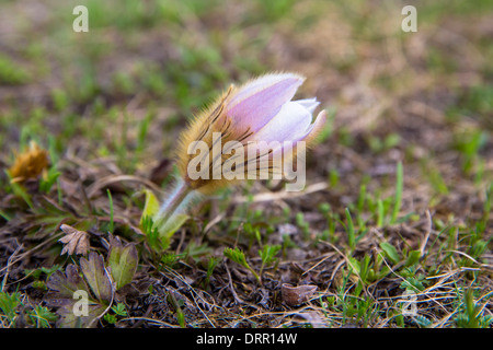 Millefiori alpini, Pasqueflower, sotto le Alpi svizzere, Svizzera Foto Stock