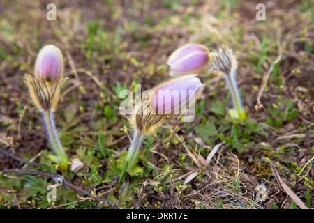 Millefiori alpini, Pasqueflower, sotto le Alpi svizzere, Svizzera Foto Stock