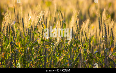 Il grano in un campo di luce calda del pomeriggio, vicino Griffith, NSW, Australia Foto Stock