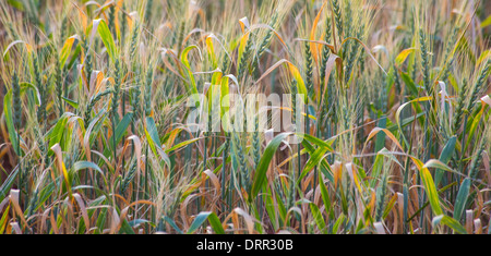 Il grano in un campo di luce calda del pomeriggio, vicino Griffith, NSW, Australia Foto Stock