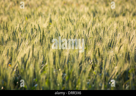 Il grano in un campo di luce calda del pomeriggio, vicino Griffith, NSW, Australia Foto Stock