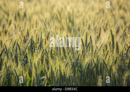 Il grano in un campo di luce calda del pomeriggio, vicino Griffith, NSW, Australia Foto Stock