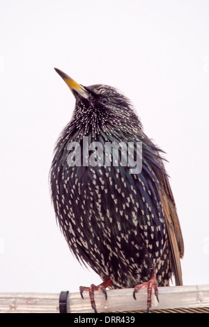 Un comune Starling, Sternus vulgaris in Seahouses, Northumberland, Regno Unito. Foto Stock