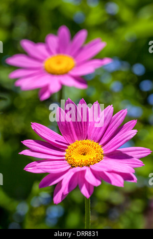 Dipinto di rosa margherite (Tanacetum coccineum) nel giardino estivo Foto Stock