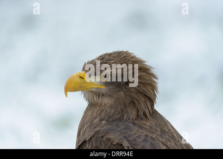 Seeadler, Haliaeetus albicilla, White Tailed eagle Foto Stock