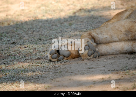 Lion (Panthera leo) zampa. Nota la doppia dentellatura sul lato posteriore del tampone di grandi dimensioni. Tutti i membri della famiglia cat hanno questo. Foto Stock