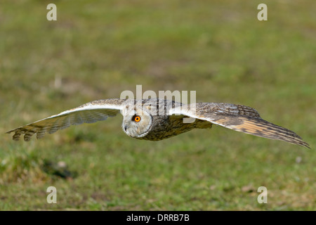 Waldohreule ,Asio otus, long eared owl Foto Stock
