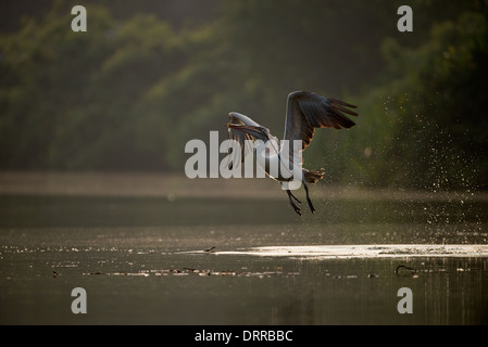 Spot-fatturati pelican portando off nest materiale dal Fiume Cauvery, Ranganathittu Bird Sanctuary, India Foto Stock