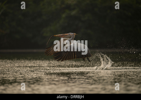 Spot-fatturati pelican portando off nest materiale dal Fiume Cauvery, Ranganathittu Bird Sanctuary, India Foto Stock