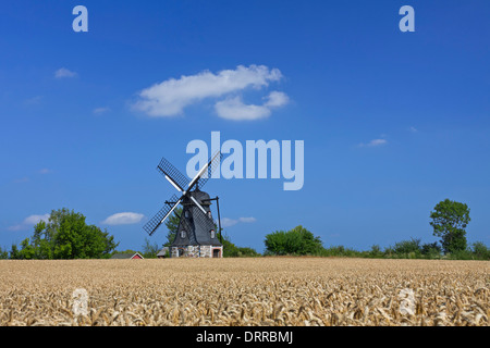 Mulino a vento tradizionale nel campo di grano a Vanstad, Skåne / Scania in Svezia e Scandinavia Foto Stock