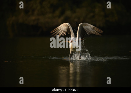 Spot-fatturati pelican decolla con materiale di nidificazione nel Fiume Cauvery in Ranganathittu Bird Sanctuary, India Foto Stock