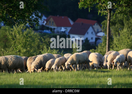 Gregge di pecore in monti Taunus in Germania Foto Stock