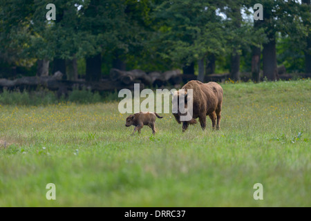 Wisent, Bison bonasus, il bisonte europeo Foto Stock