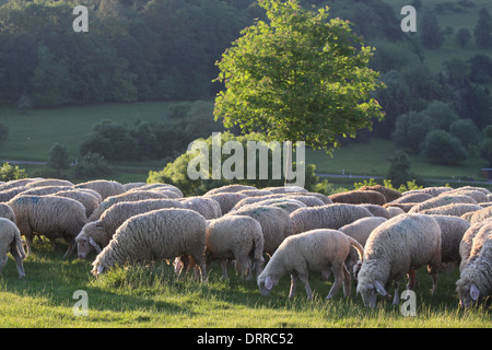 Gregge di pecore in monti Taunus in Germania Foto Stock