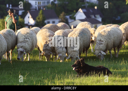 Gregge di pecore in monti Taunus in Germania Foto Stock