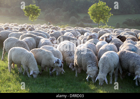 Gregge di pecore in monti Taunus in Germania Foto Stock