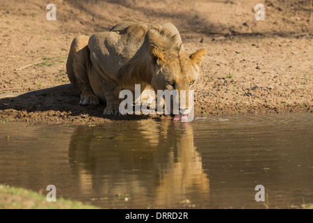 Giovane maschio Lion (Panthera leo) bere Foto Stock