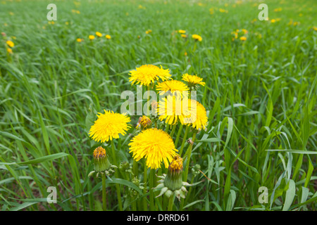 Splendida fioritura di tarassaco nel campo di erba Foto Stock