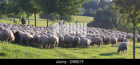 Gregge di pecore in monti Taunus in Germania Foto Stock