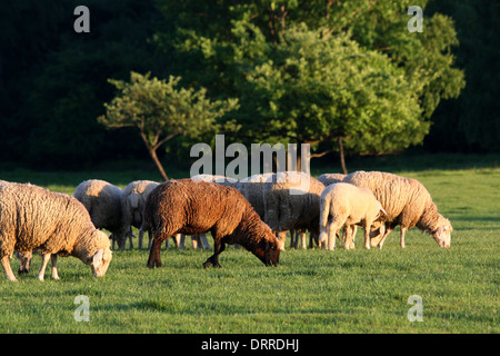 Gregge di pecore in monti Taunus in Germania Foto Stock