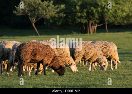 Gregge di pecore in monti Taunus in Germania Foto Stock