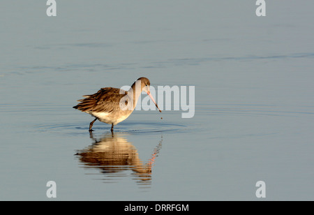 Nero Tailed Godwit guadare in fondali bassi con l'acqua che riflettono la sua immagine. Foto Stock