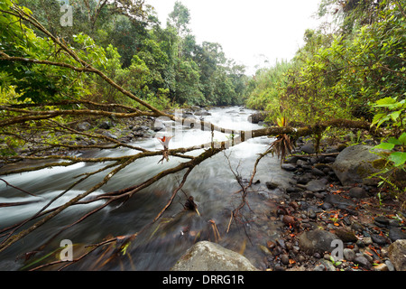 Rio Mindo, western Ecuador, il fiume che attraversa cloudforest a 1400m di altitudine. Foto Stock