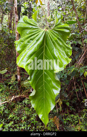 Una molto grande a forma di cuore foglia Philodendron in cloudforest sul Pacifico pendici delle Ande in Ecuador Foto Stock