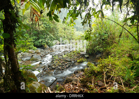 Rio Mindo, western Ecuador, il fiume che attraversa cloudforest a 1400m di altitudine. Foto Stock