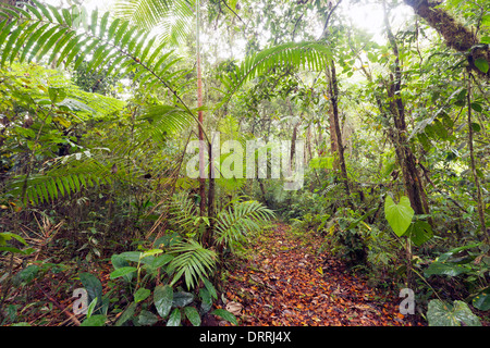 Percorso attraverso un cloudforest riserva naturale sul Pacifico pendici delle Ande in Ecuador Foto Stock