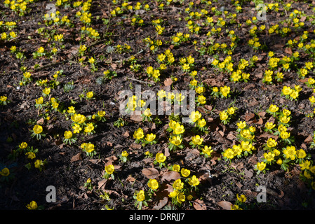 Un campo di Aconitum invernale, eranthis hyemalis fioritura in marzo Foto Stock