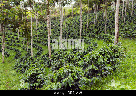 Bussole di caffè in una tonalità-cresciuto organico piantagione di caffè sul versante occidentale delle Ande in Ecuador Foto Stock