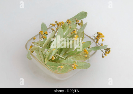 Medicative ecologico erba secca - fiori di tiglio sulla lastra di vetro Foto Stock