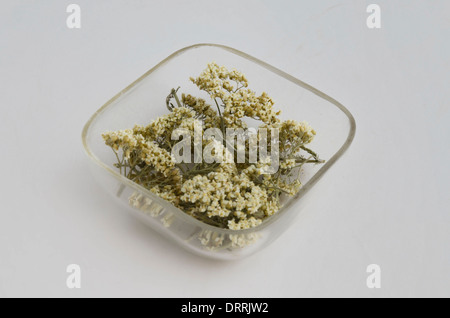 Medicative ecologico erba secca flower - yarrow sulla lastra di vetro Foto Stock