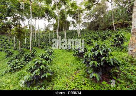 Bussole di caffè in una tonalità-cresciuto organico piantagione di caffè sul versante occidentale delle Ande in Ecuador Foto Stock