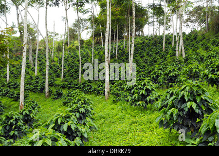 Bussole di caffè in una tonalità-cresciuto organico piantagione di caffè sul versante occidentale delle Ande in Ecuador Foto Stock