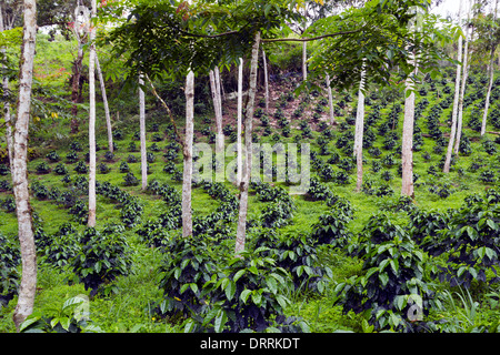 Bussole di caffè in una tonalità-cresciuto organico piantagione di caffè sul versante occidentale delle Ande in Ecuador Foto Stock