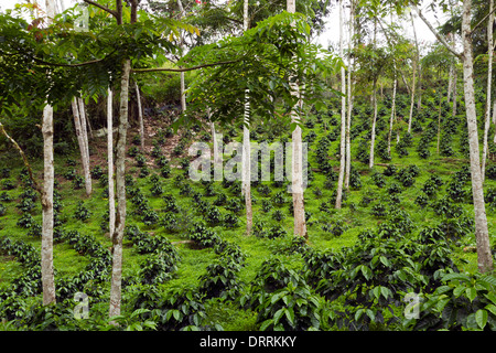 Bussole di caffè in una tonalità-cresciuto organico piantagione di caffè sul versante occidentale delle Ande in Ecuador Foto Stock