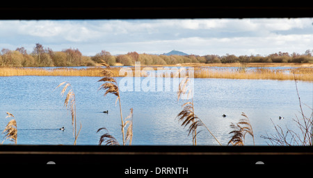 Vista da un uccello nascondi a Shapwick Heath sui livelli di Somerset guardando le reeded poco profondi laghi a Glastonbury Tor Foto Stock