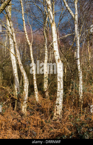 Bianco Argento abbaiavano di betulle Betula pendula nel bosco a livelli di Somerset REGNO UNITO in inverno Foto Stock