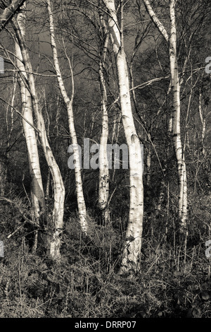 Betulla bianca Betula pendula trunk nel bosco umido in inverno, Somerset REGNO UNITO Foto Stock