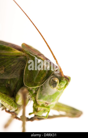 Grasshopper di sfondo bianco Foto Stock