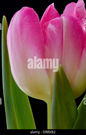 Un close-up vista macro di un rosa tulip (Tulipa suaveolens) fiore set contro uno sfondo nero. Foto Stock