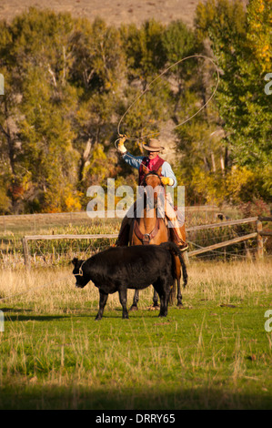 Roping quello che ha preso il via presso il nascondiglio Guest Ranch, Shell, Wyoming Foto Stock