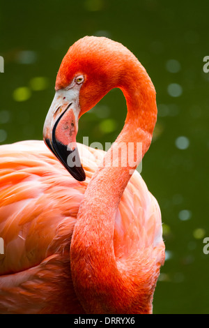 American Flamingo (Phoenicopterus ruper) in piedi in acqua. Foto Stock