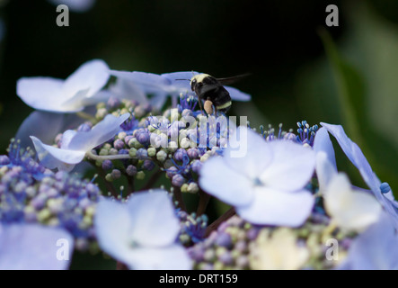 Bumblebee sui fiori Foto Stock