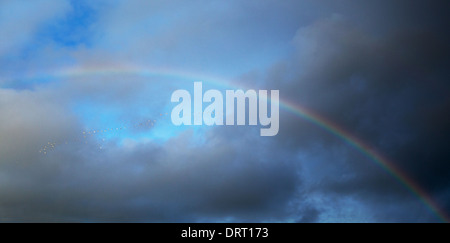 Una linea di gabbiani volare in formazione oltre l'arcobaleno in un cielo tempestoso in Inghilterra Foto Stock