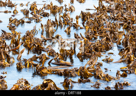 Foresta di Kelp Laminaria con piccioli esposti a bassa marea sulla costa atlantica del Sud Africa Foto Stock