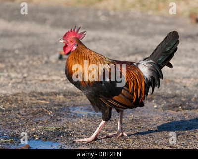 Un Red Jungle Fowl in Hawaii Foto Stock